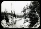Woodland Stream